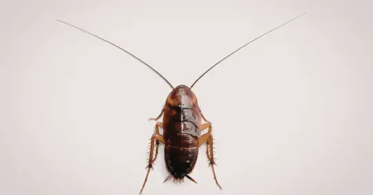 cockroach